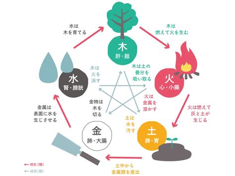 木火土金水 性格|【四柱推命】木の五行の性格